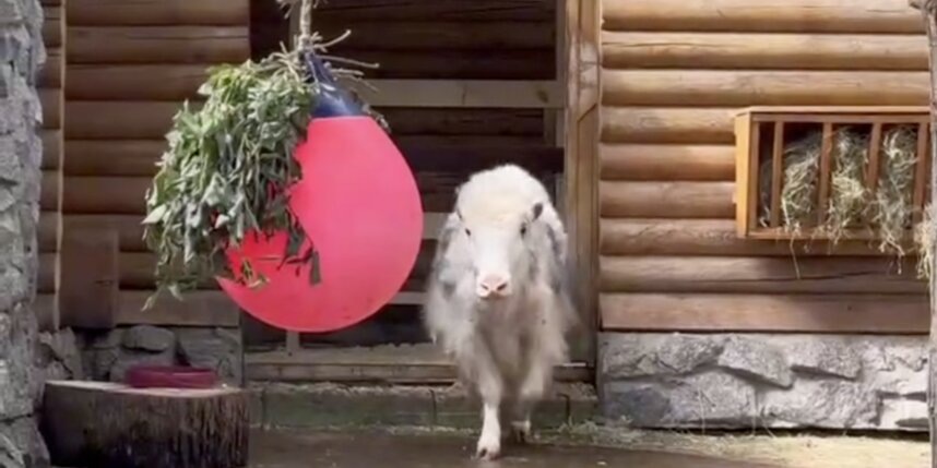    скриншот видео t.me/lenzoopark