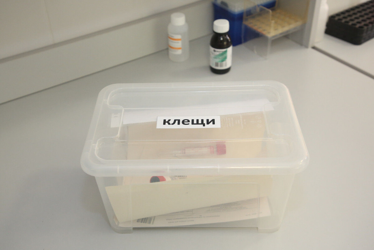 Фото: Александр Глуз / «Петербургский дневник»