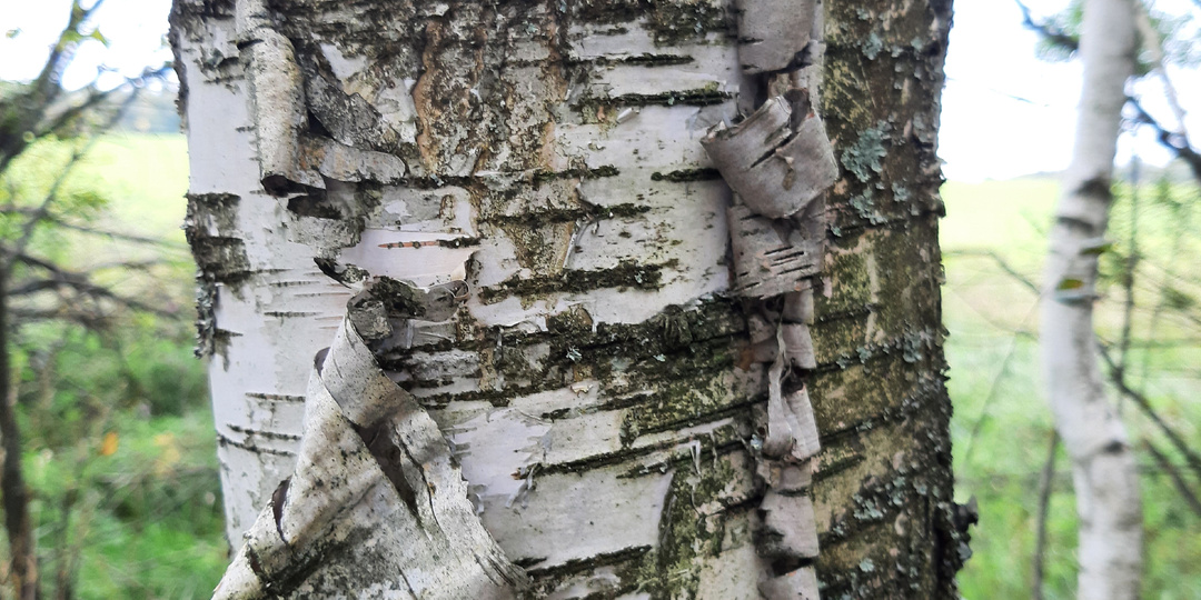 Прогнившая щеколда тети Фаи