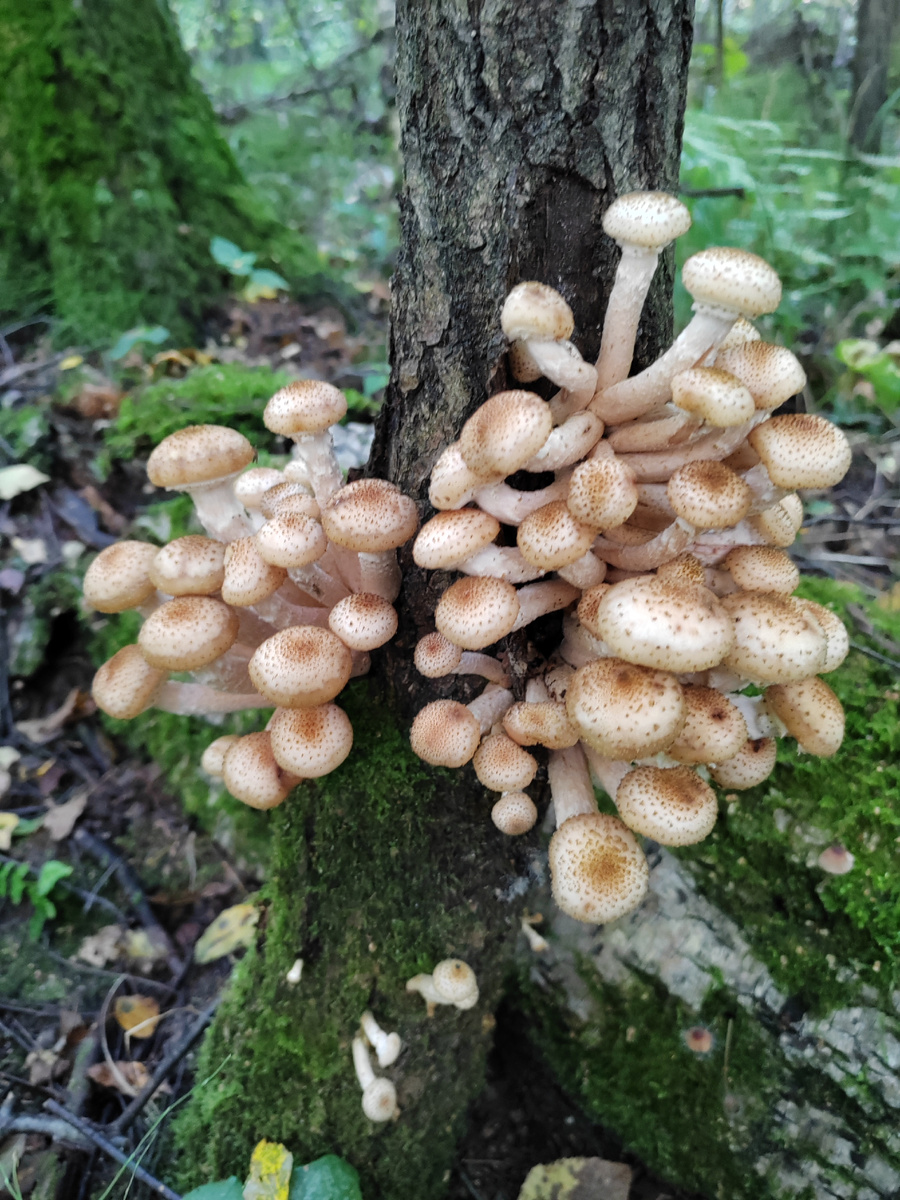 Опята пошли