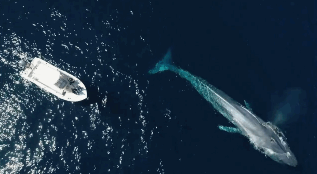    Не знаю как вы, но я бы в прогулку к синим китам на такой лодочке не вписалась бы 
