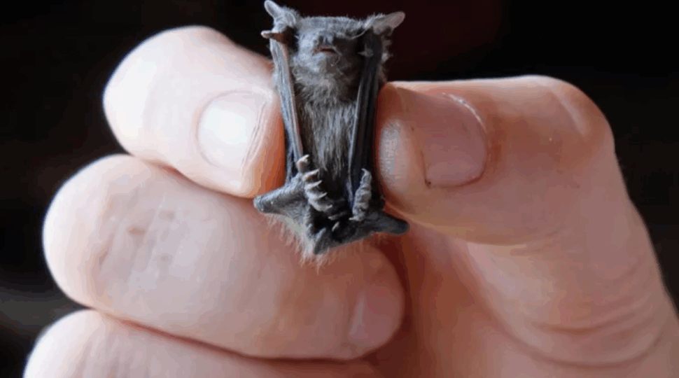 Самое большое, маленькое, быстрое и ядовитое: 11 «самых» животных нашей планеты, которые должны знать все