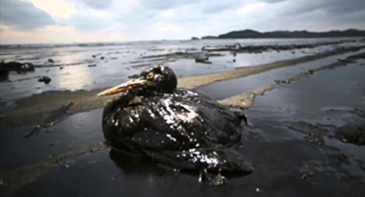 В прологом году случилась экологическая катастрофа века, пострадала вся экосистема. Фото из сети