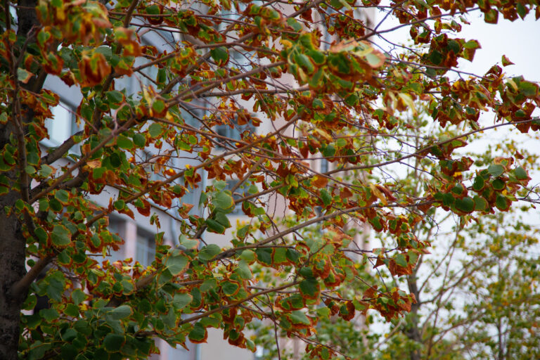    Фото: Общественная Служба Новостей Илья Федоров