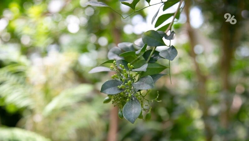      Фото: Валерия Алтухова / / ИА «Победа26»