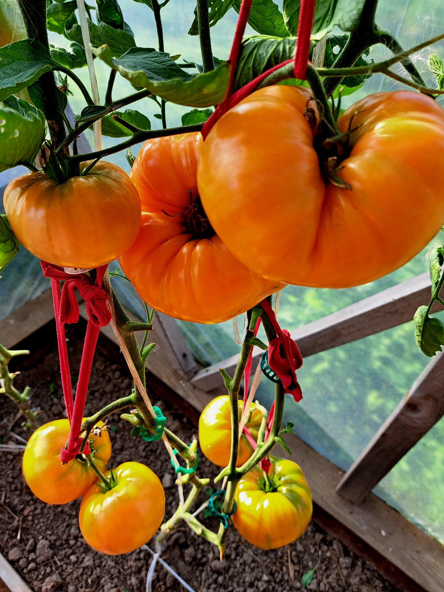 Бизон Оранжевый