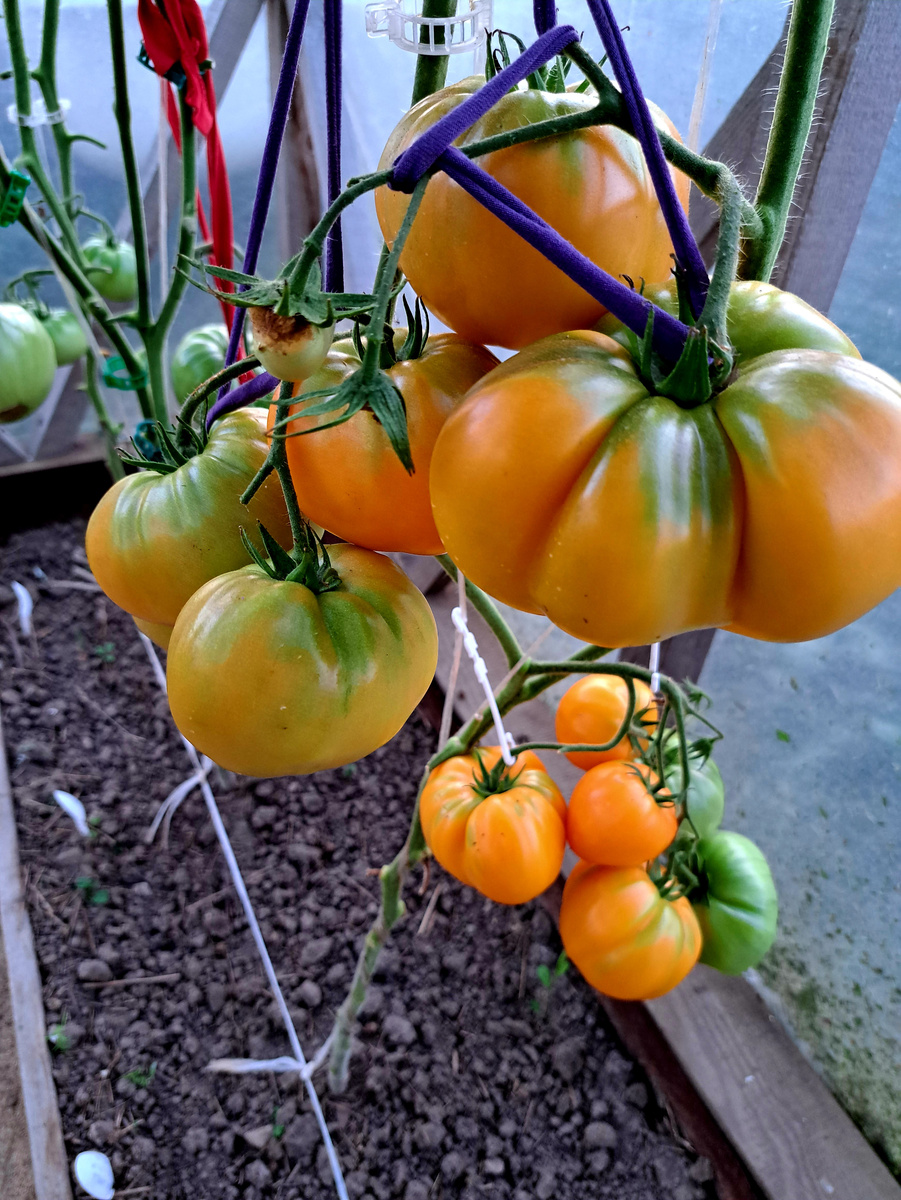 Дикси Золотой Гигант