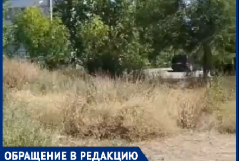 «Липы не поливаются»: в Волжском господствуют заросли и засыхающие деревья