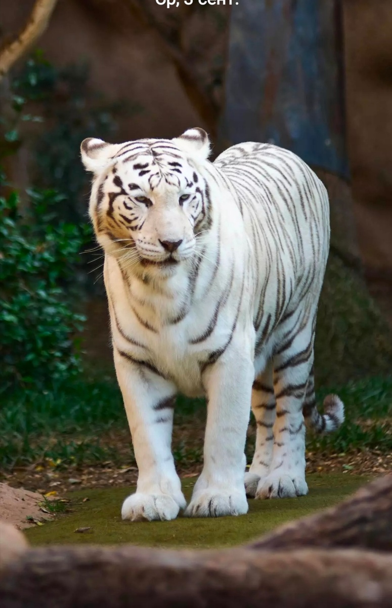 Тигр Альб. Автор Дилетантии 