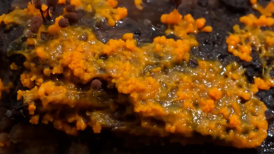 Фото: © Кадр из программы "Загадки человечества", РЕН ТВ