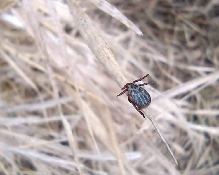     В Курской области количество заболевших боррелиозом увеличилось до 38