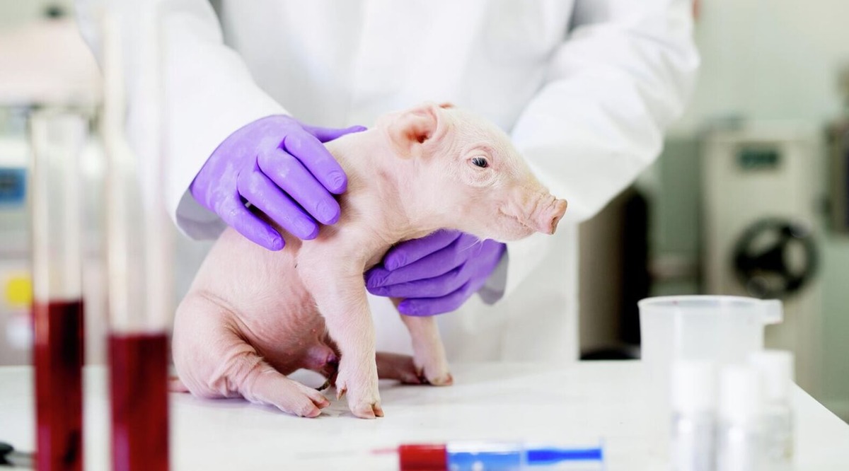    Перед пересадкой органов свиньи, ученые проводят генетическую модификацию. Источник изображения: Live Science