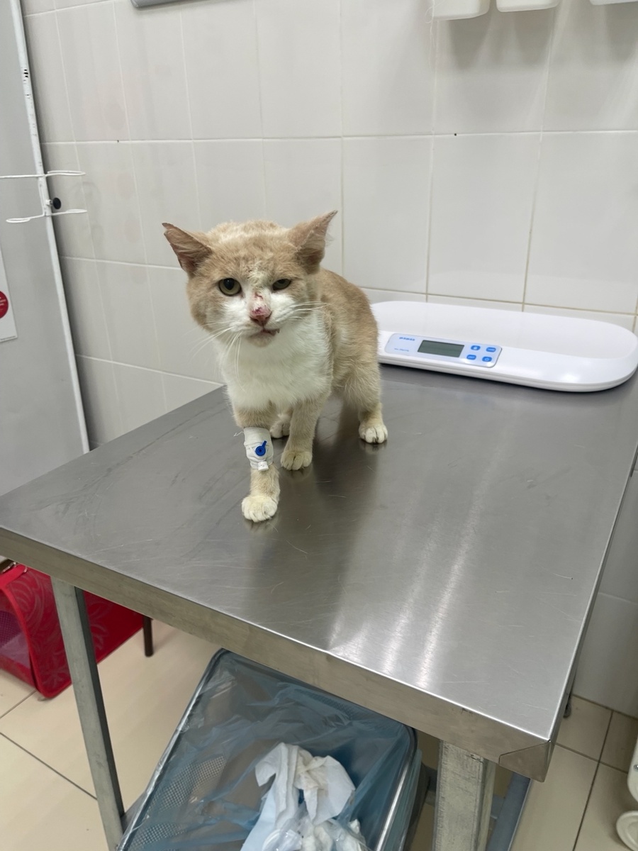 Симба в ветклинике