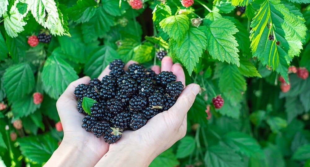 ОБРЕЗКА ЕЖЕВИКИ ОСЕНЬЮ 2025: 7 СЕКРЕТОВ ДЛЯ ВЕДРА ЯГОД С КУСТА!