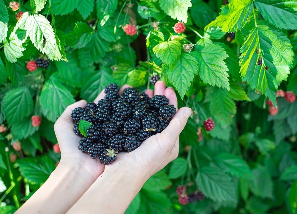 Особенности обрезки ежевики осенью, для повышения урожайности