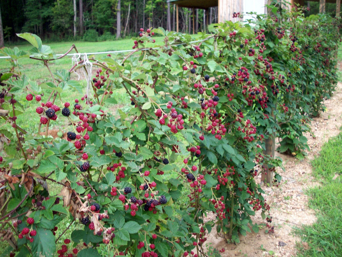 ПРавильная обрезка ежевики осенью, когда и как