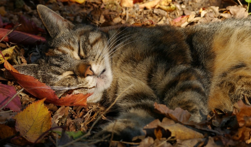 осенний кот -фото из открыых источников