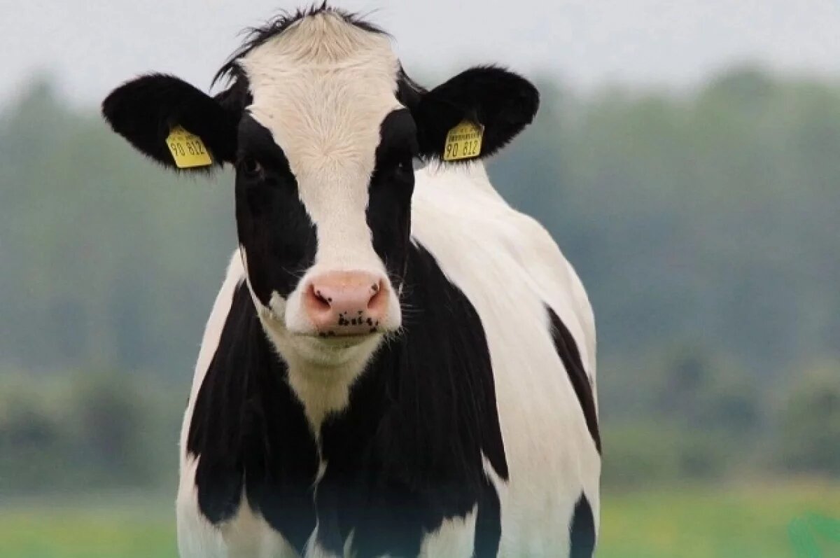    В Анненках пройдет сельскохозяйственная ярмарка «Калужская осень-2025»