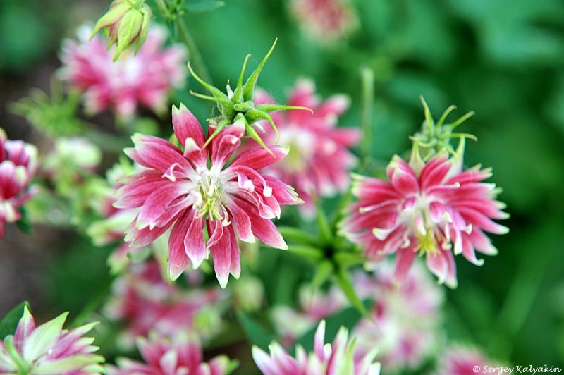 1. Аквилегия Nora Barlow