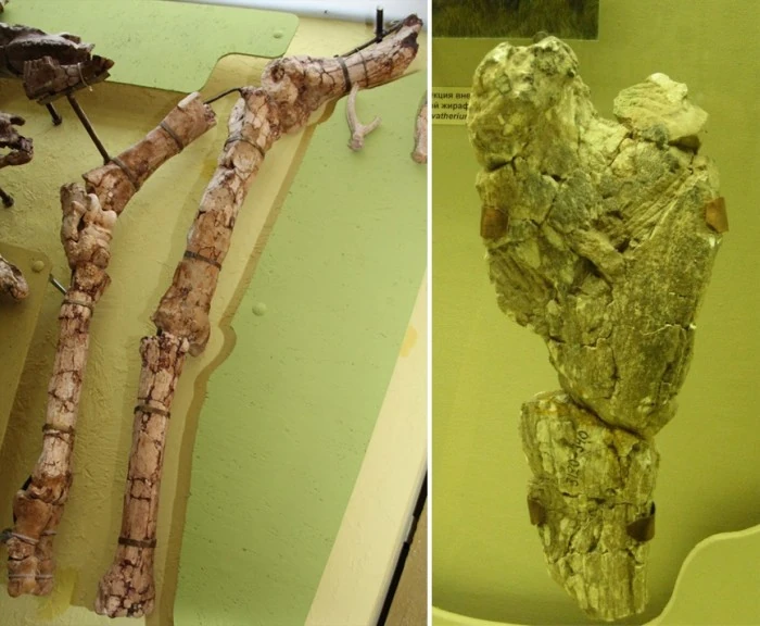 Справа - конечности сиватерия, обнаруженные в Казахстане; слева - оссикон, найденный в Таджикистане