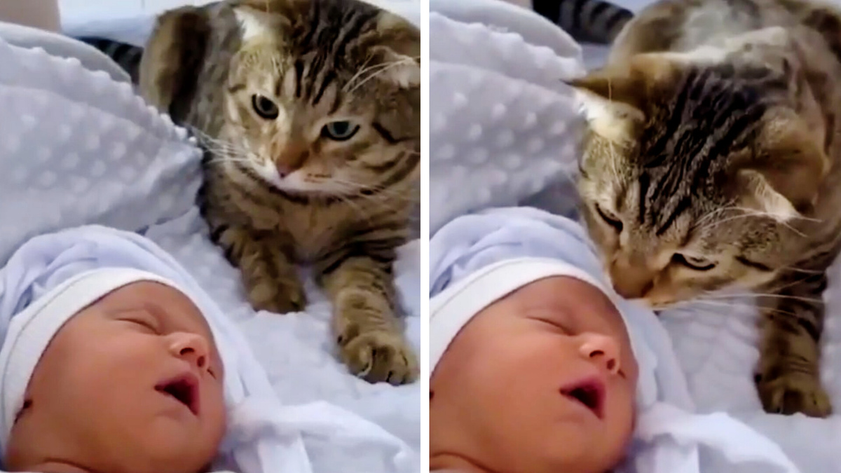 Что за фрукт?! Лежит, сопит, руками машет?!