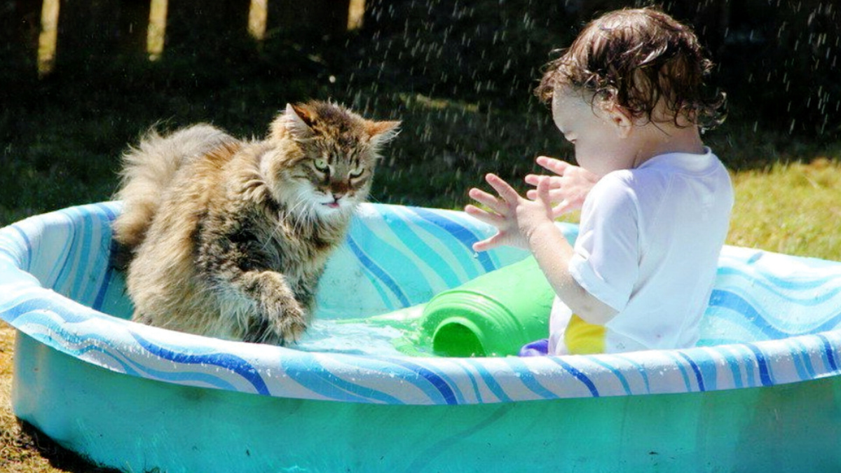 Когда: Принесли ребенка в дом, а кота спросить забыли