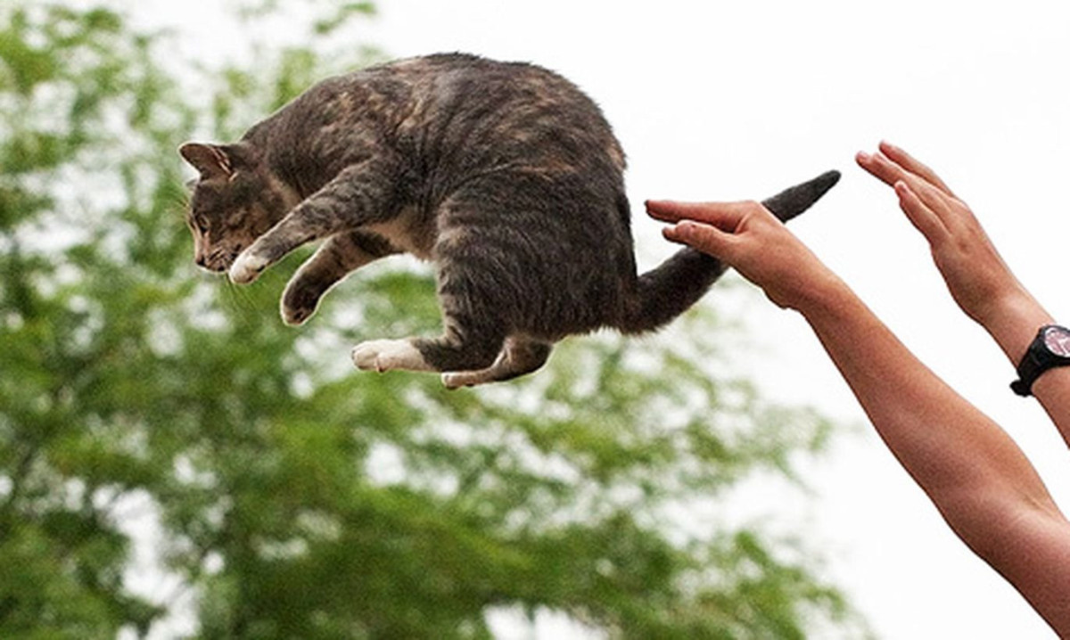 Фото из интернета. Кот летит в вагон с углём.