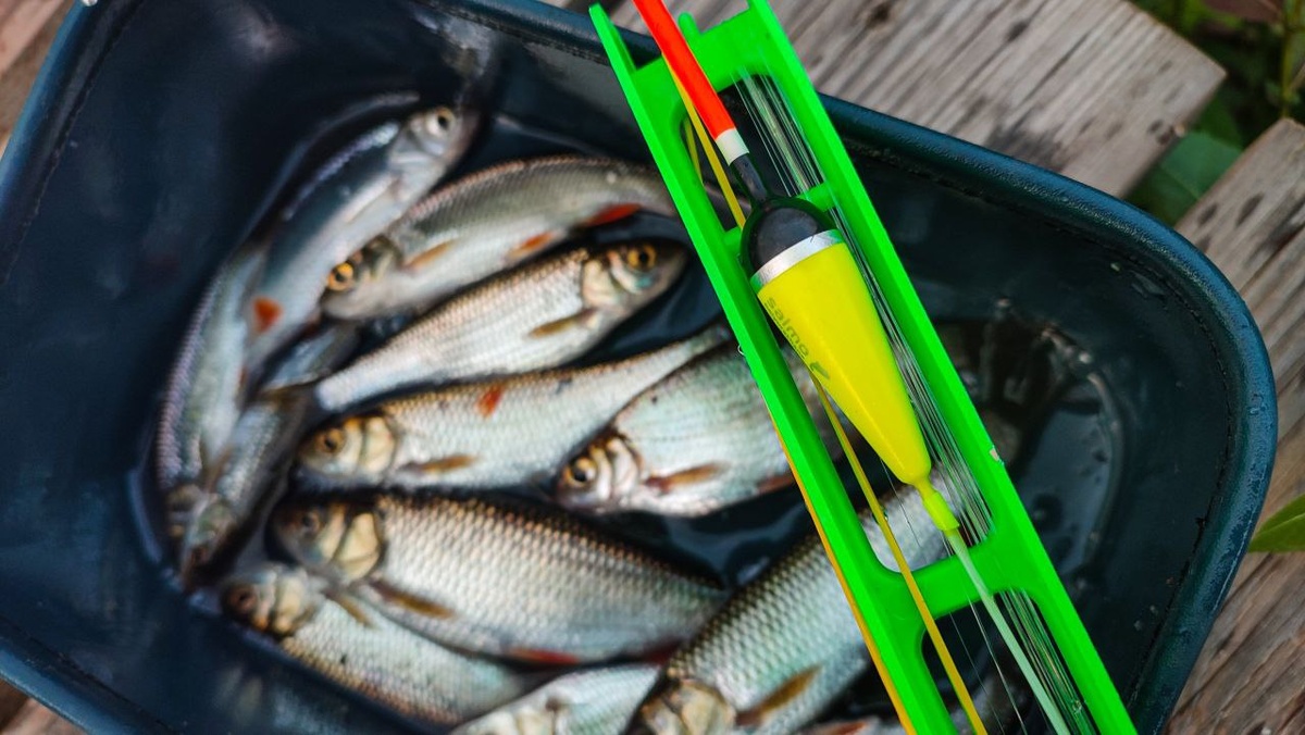 Как раньше. Поплавочная ловля на Мсте. (22.08.2025)