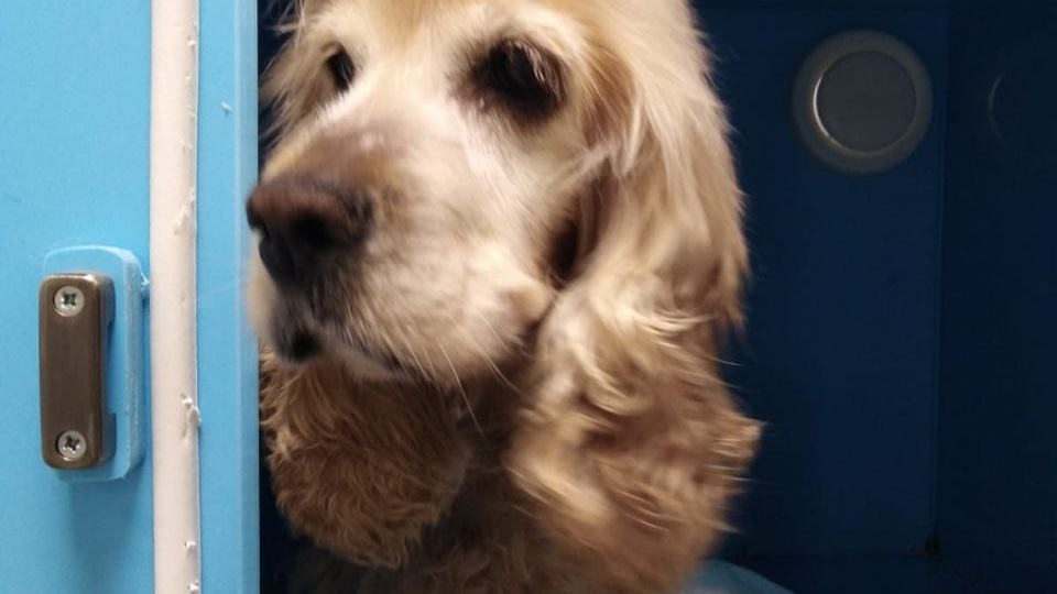 Порода не защищает от предательства