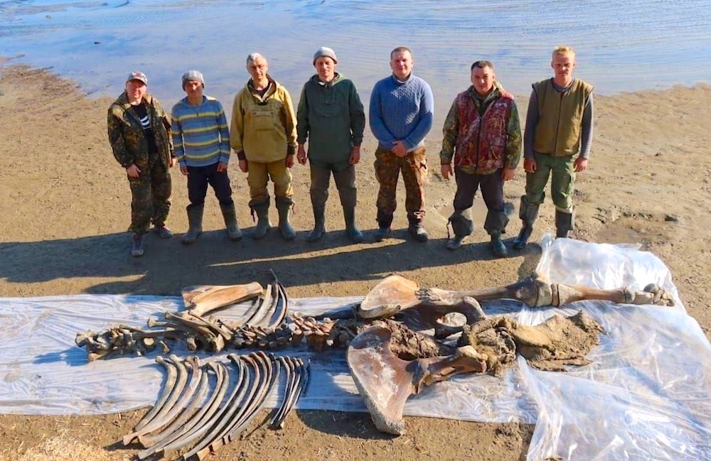 Находка останков мамонта Тадибе. Источник: Международный центр реставрации / vk.com/restorationcentre