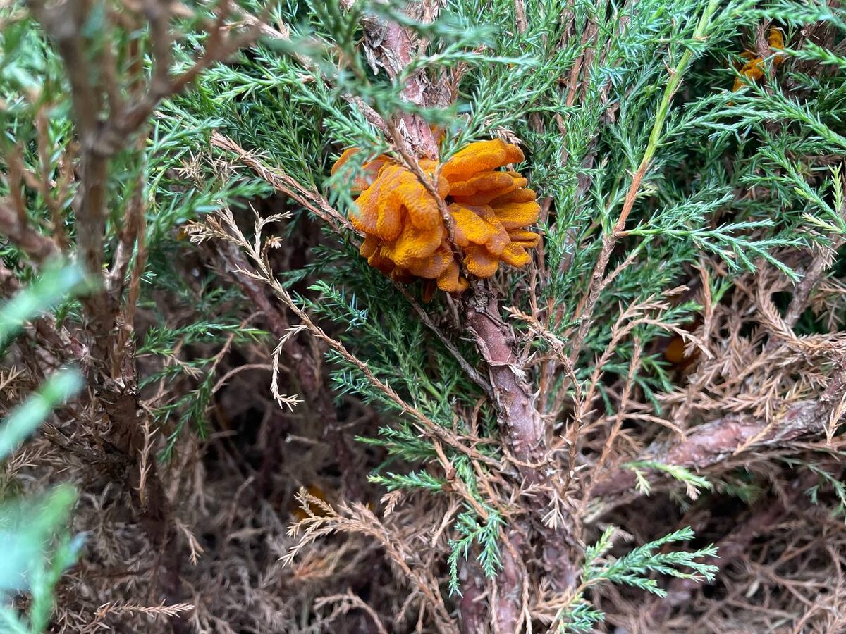 Весной на хвойных появится ржавчина. Фото автора 
