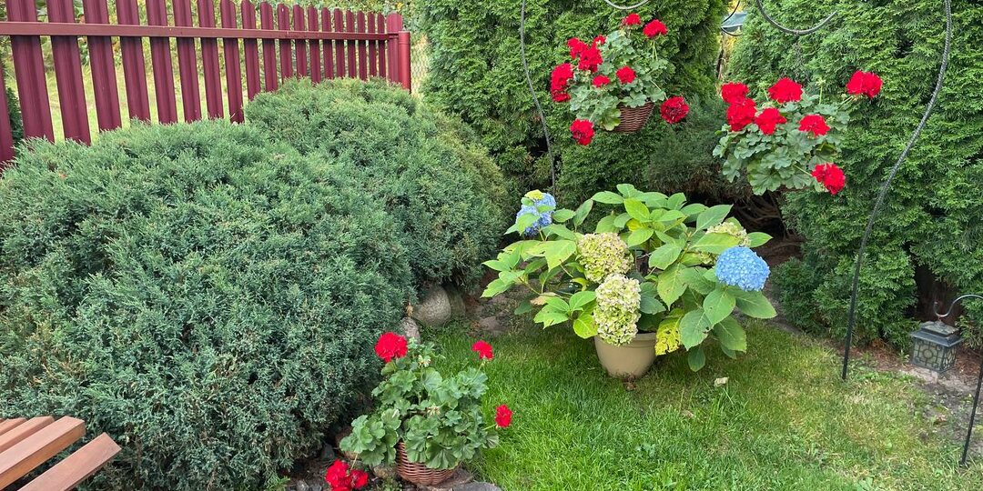 В сентябре обязательно защищаем от ржавчины хвойные