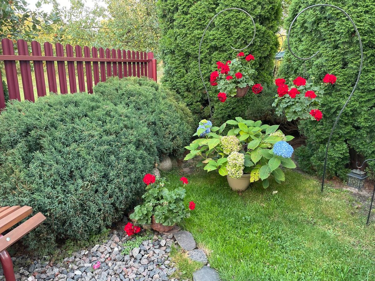 Казацкие можжевельники – основные переносчики ржавчины. Фото автора