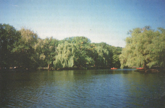 Фотография из книжки "Зеленые памятники Саратова"