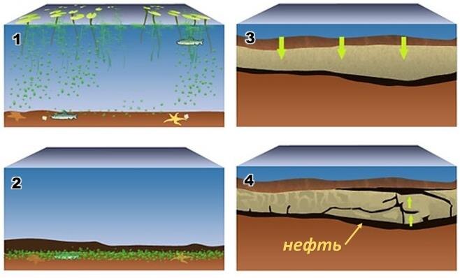 Процесс образования нефти. Из открытых источников