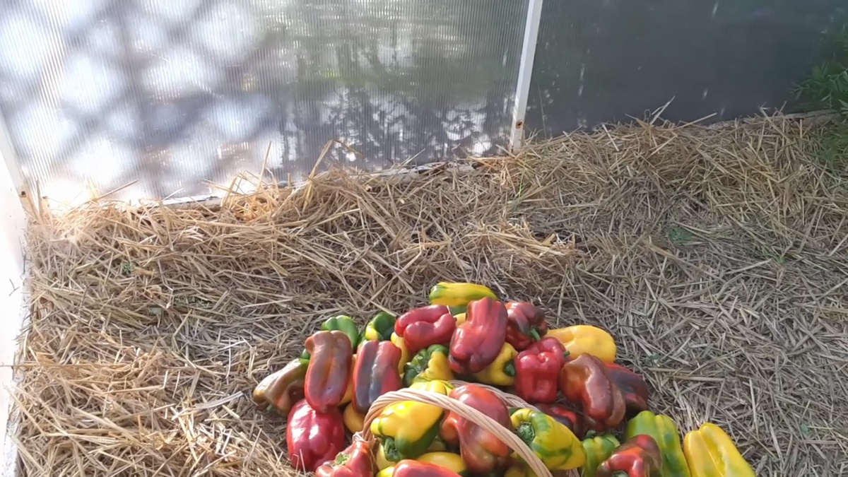 Урожай собран. Что дальше?