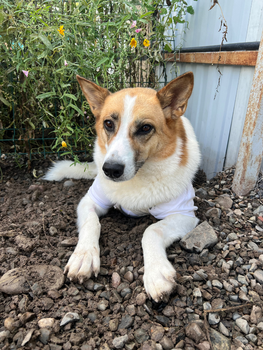 Шанечка после операции ходит в детских футболках, чтобы грязь не попала на шов. Вот только от дождя футболки не спасают 😔