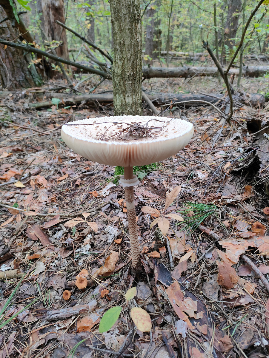 Просто огромная поганка