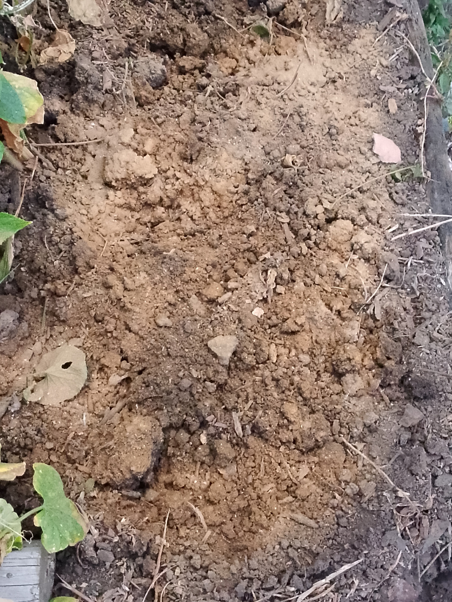 Опудренная смесью грядка