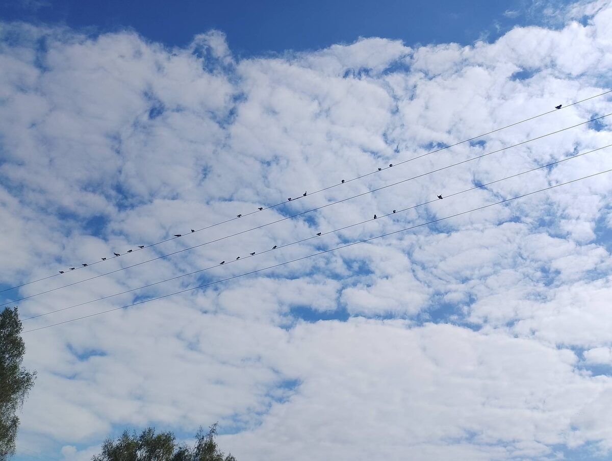 Такие маленькие, сидят на проводах, а током их не бьет... А меня недавно так шибануло электрической плиткой, что мама, не горюй!