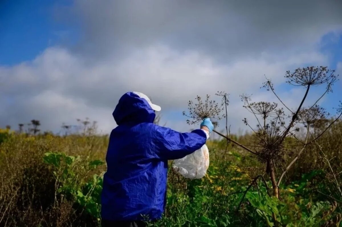    Чтобы уничтожить это растение, мероприятия по его удалению надо проводить на одной территории пять-семь лет.