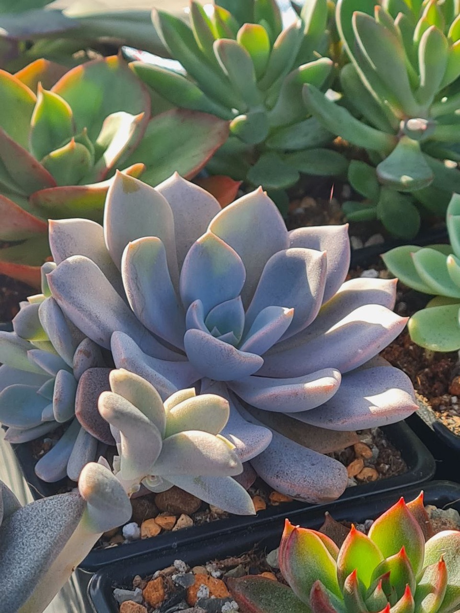 Граптоверия Деебби