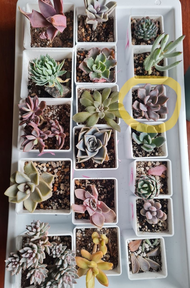 23 апреля. Обведена желтым маркером. Такой она ко мне приехала, с меленькой деткой. От роду 4 месяца.