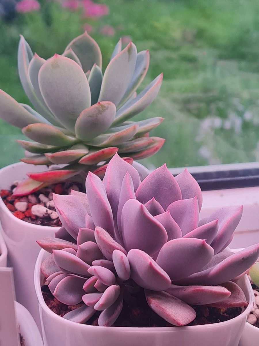 Она долго не перживала и выдала троих. Цвет набрала под ламплой, плюс снимала при искуственном освещении. Честно, была яркой.