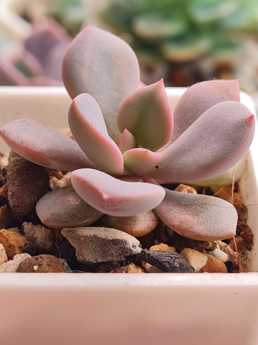 Детку отсадила, в июне. Перехали в больший горшок.