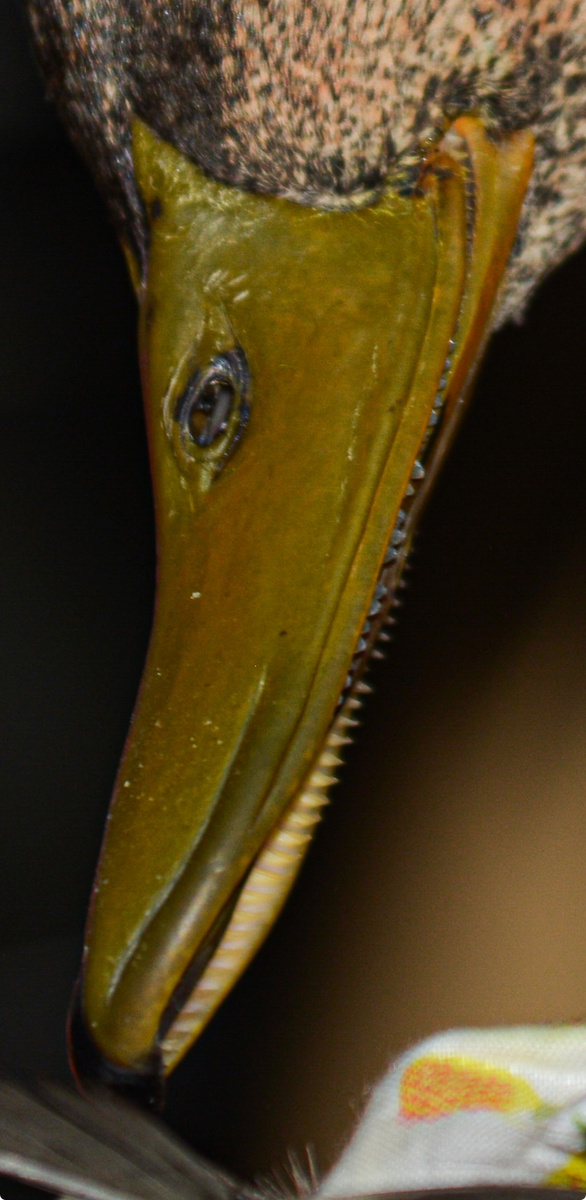 Больше не хочу кормить уток…