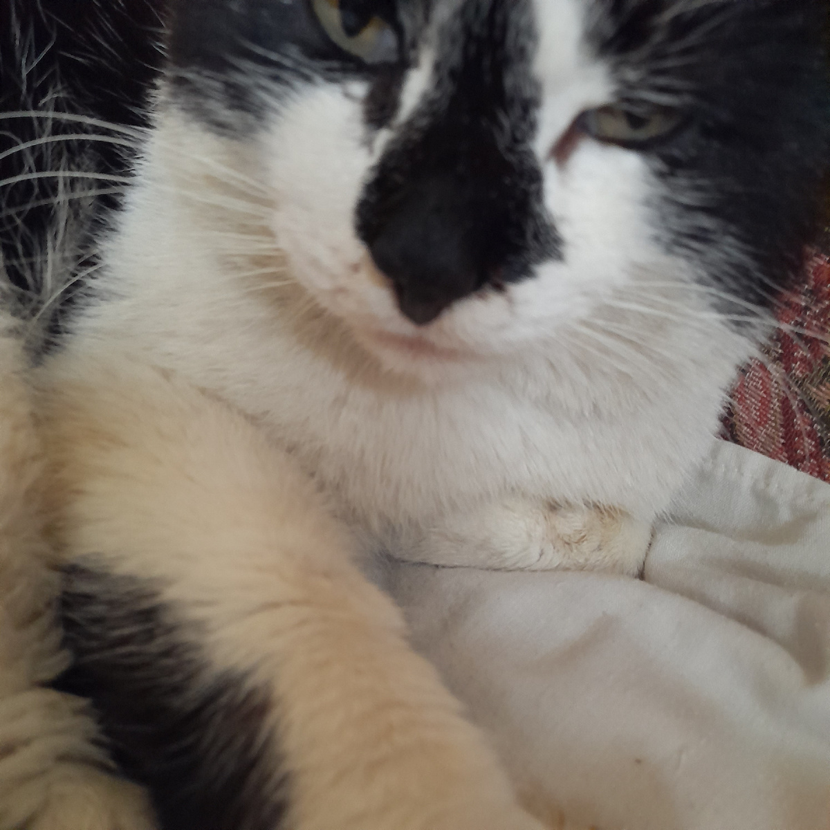 Фото автора. Кот на даче