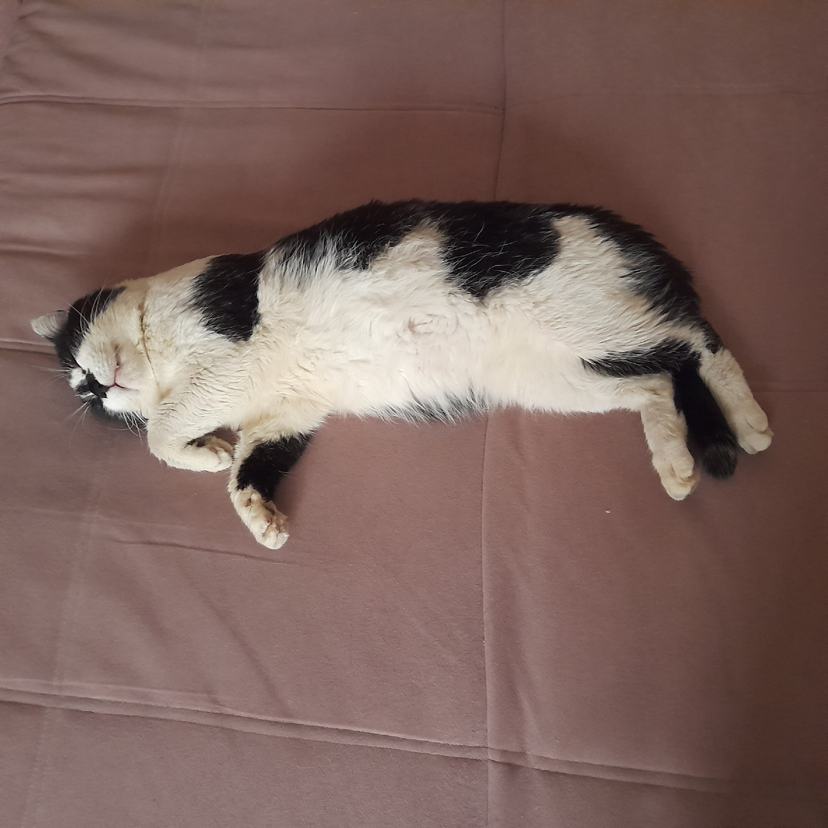 Фото автора. Отсыпается днём