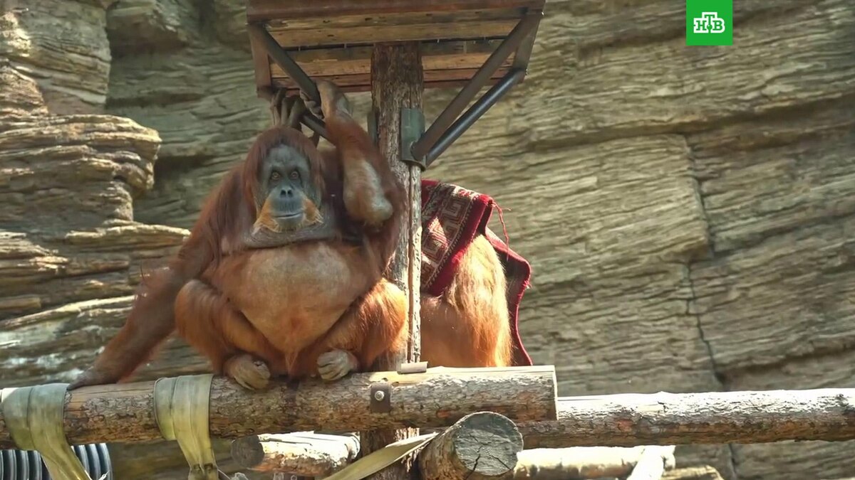    Кадр из видео: Moscowzoo_official / t.me