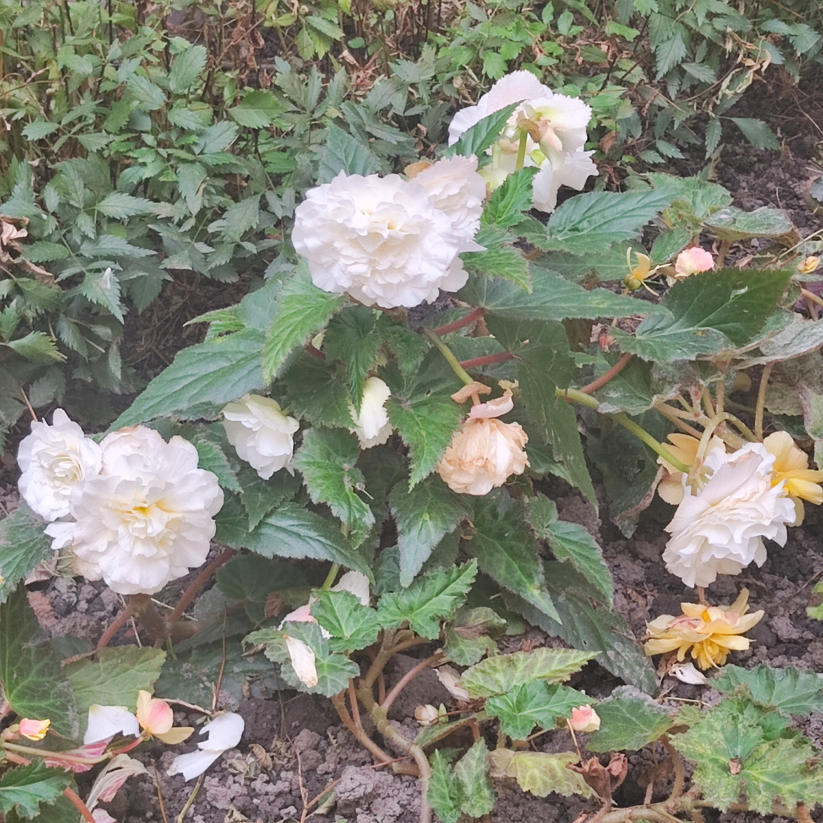 Осенние бегонии